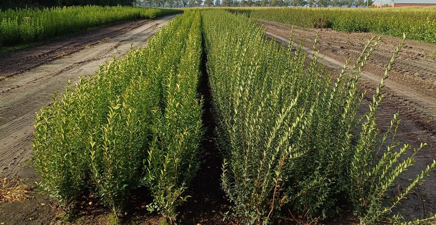 Verschillen tussen Ligustrum ovalifolium en Ligustrum vulgare Atrovirens in 1 foto | Gardline